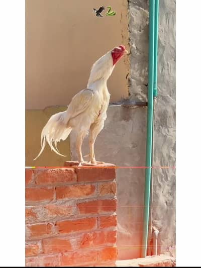 Top quality Heera aseel breeding male outstandermale breeding quality