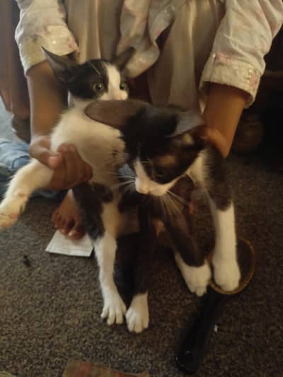 Kittens for Sale