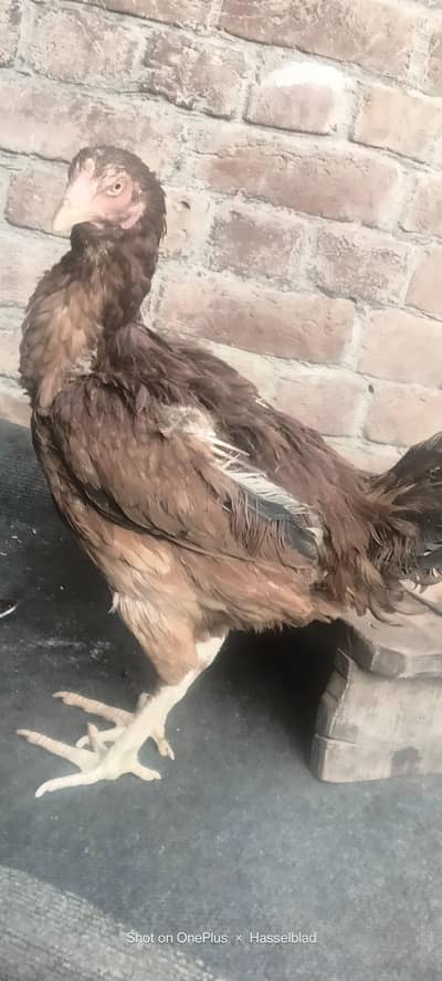 seel murgia l for sale