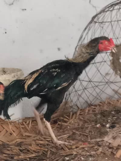 Aseel Java Murga For Sale