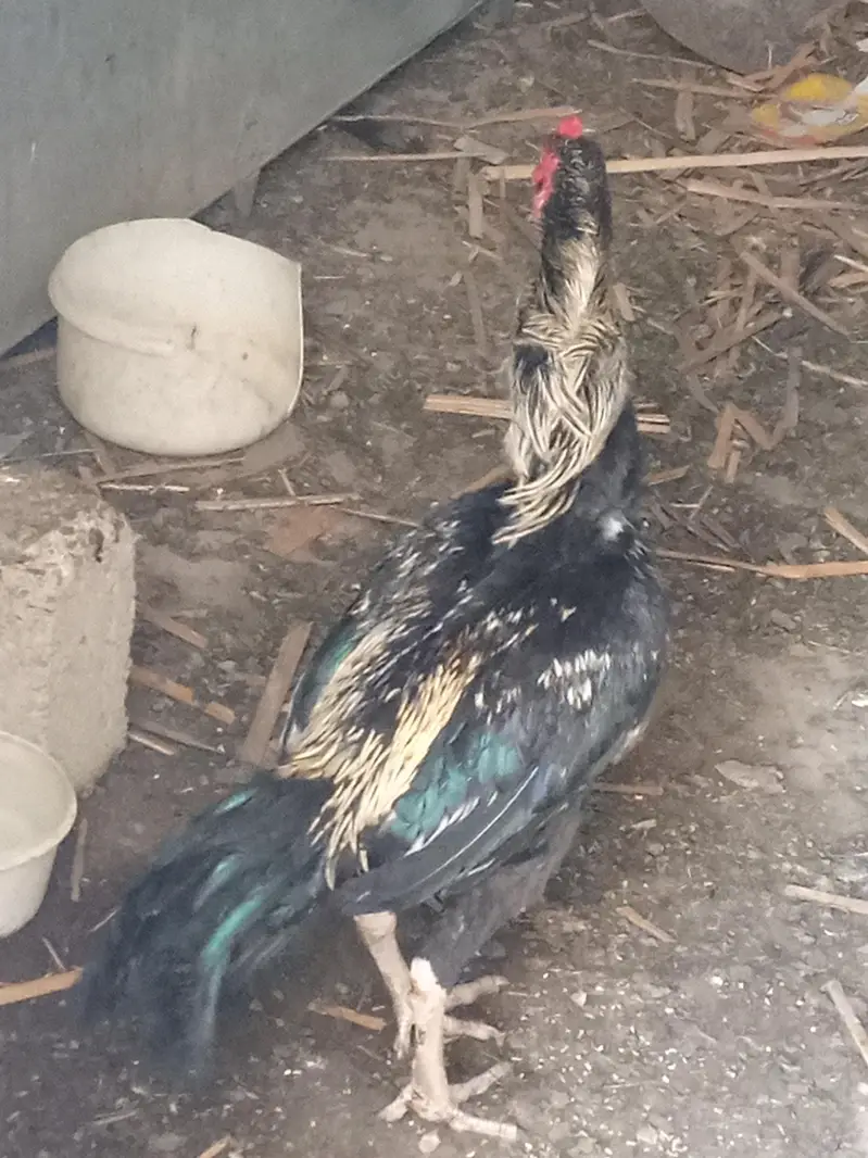 Aseel Java Murga For Sale — photo 3