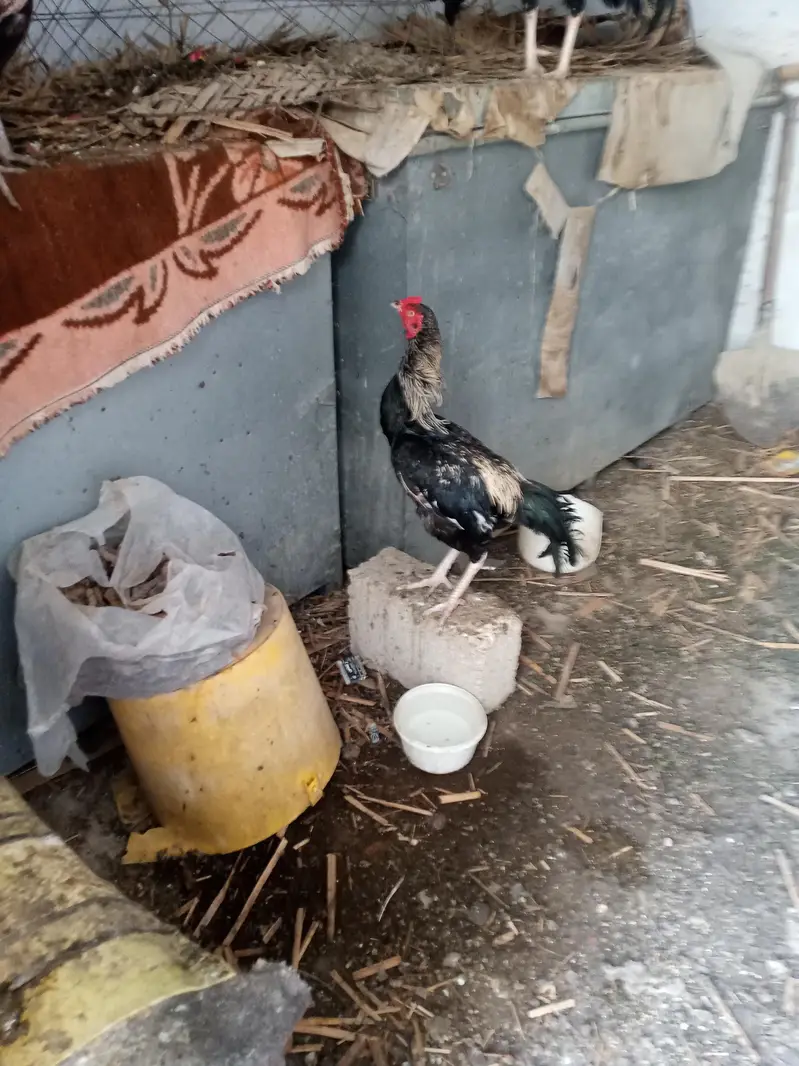 Aseel Java Murga For Sale — photo 4