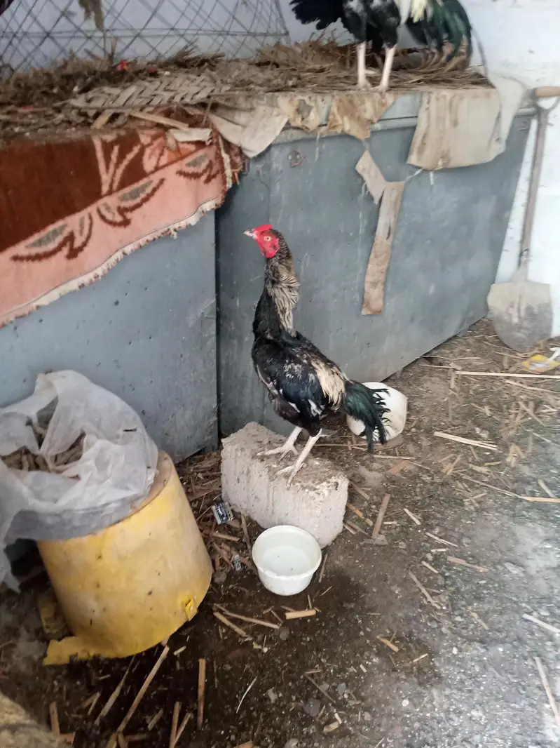 Aseel Java Murga For Sale — photo 5