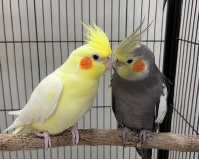 cocktail bird pair yellow and Gray