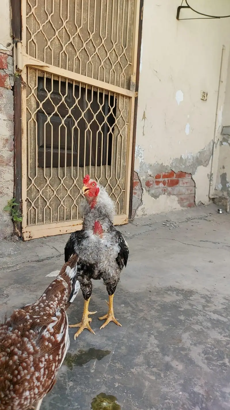 Aseel pair for sale — photo 2