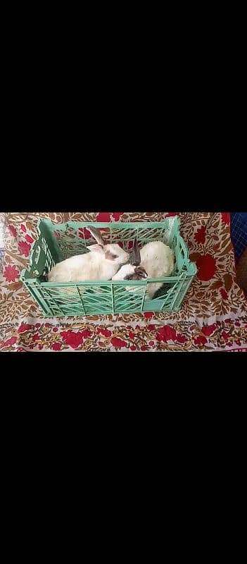 Breeder Pair With 3 Bunny