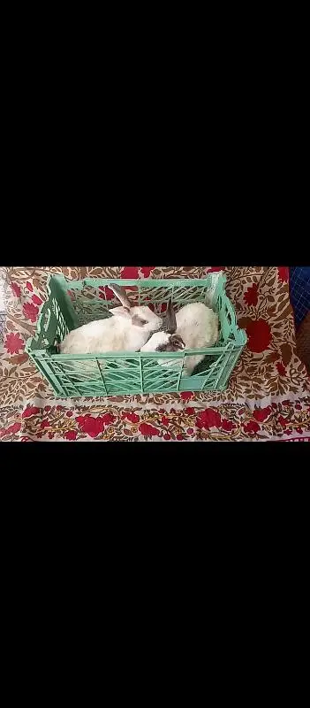 Breeder Pair With 3 Bunny