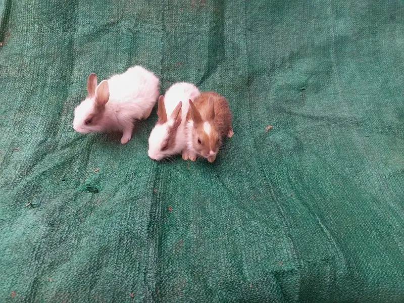 Breeder Pair With 3 Bunny — photo 2