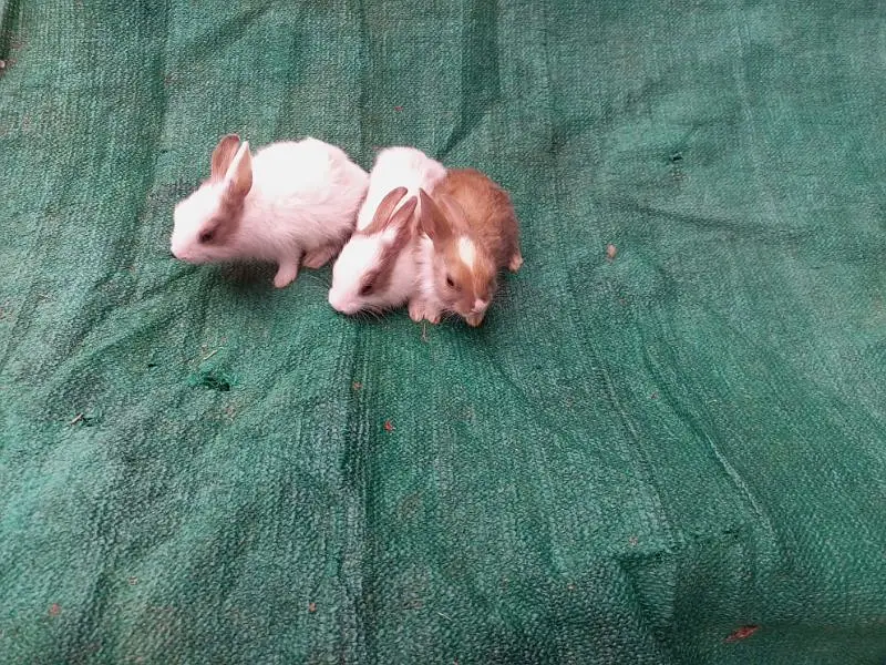 Breeder Pair With 3 Bunny — photo 3
