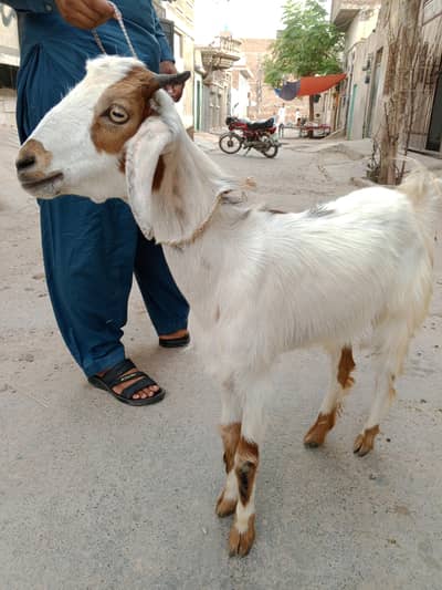 mundri path full active