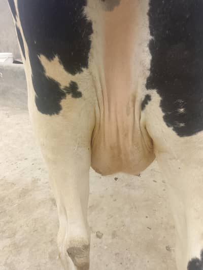 Cow for Sale