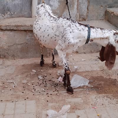 makha china bakri/goat 2.5 month ki gabban