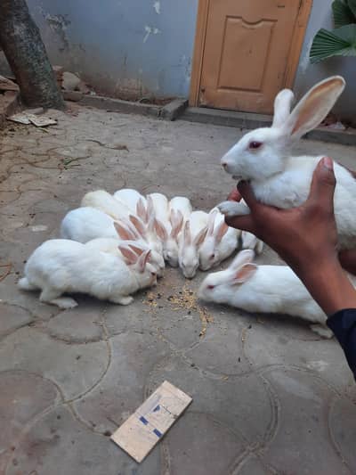 Red eyes rabbits for sale