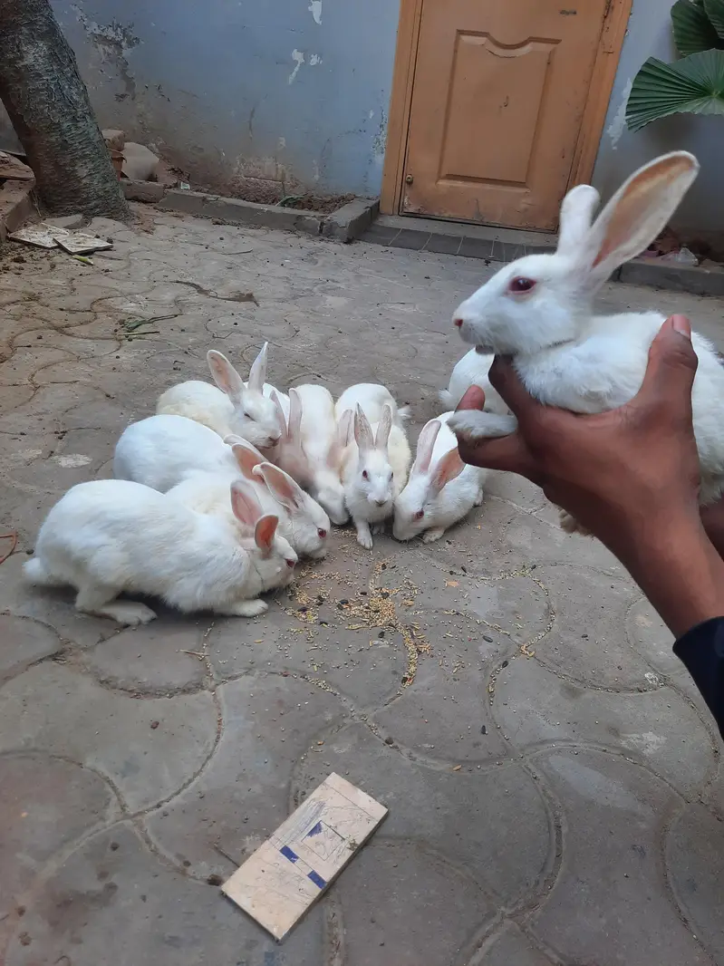 Red eyes rabbits for sale — photo 2
