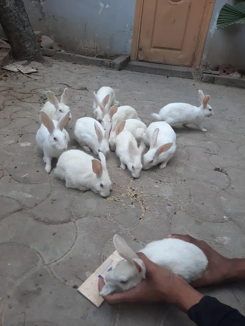 Red eyes rabbits for sale — photo 3