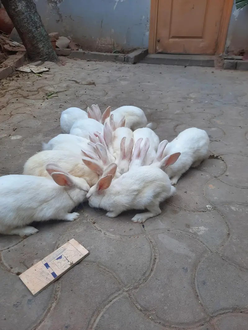 Red eyes rabbits for sale — photo 4