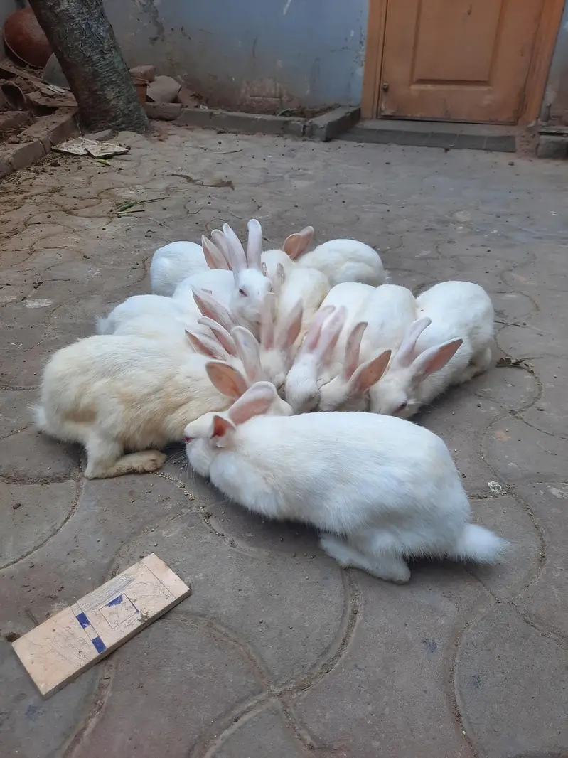 Red eyes rabbits for sale — photo 5