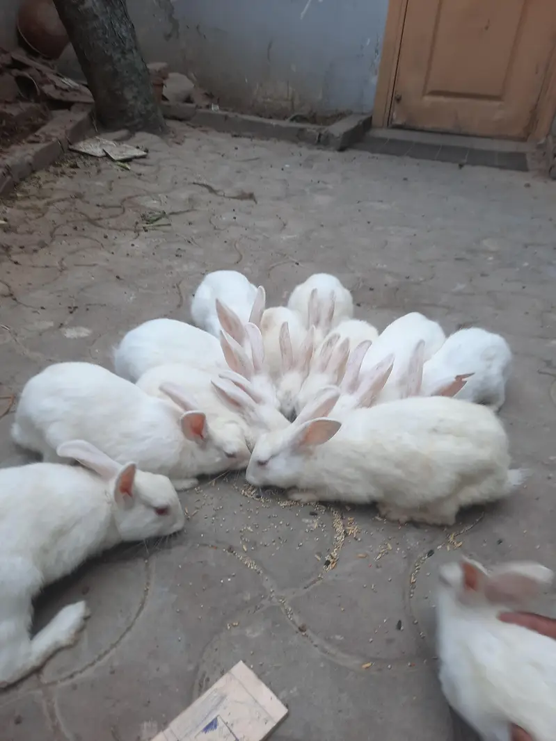 Red eyes rabbits for sale — photo 6
