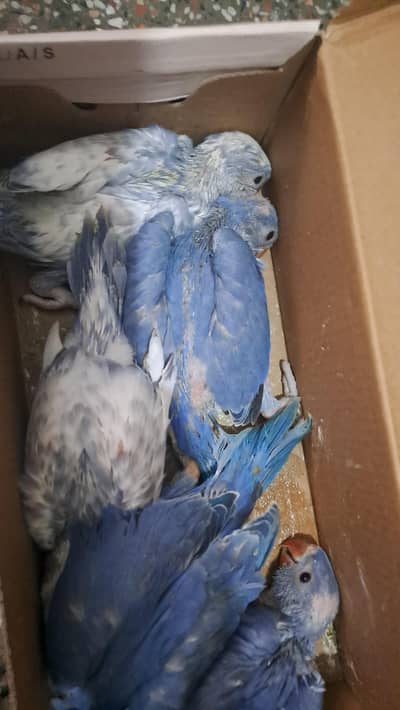 voilt ringneck and violet recessive paied