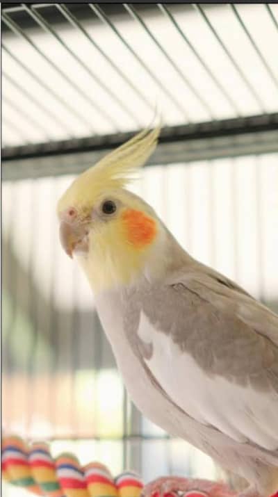talking cocktail parrot breed pair