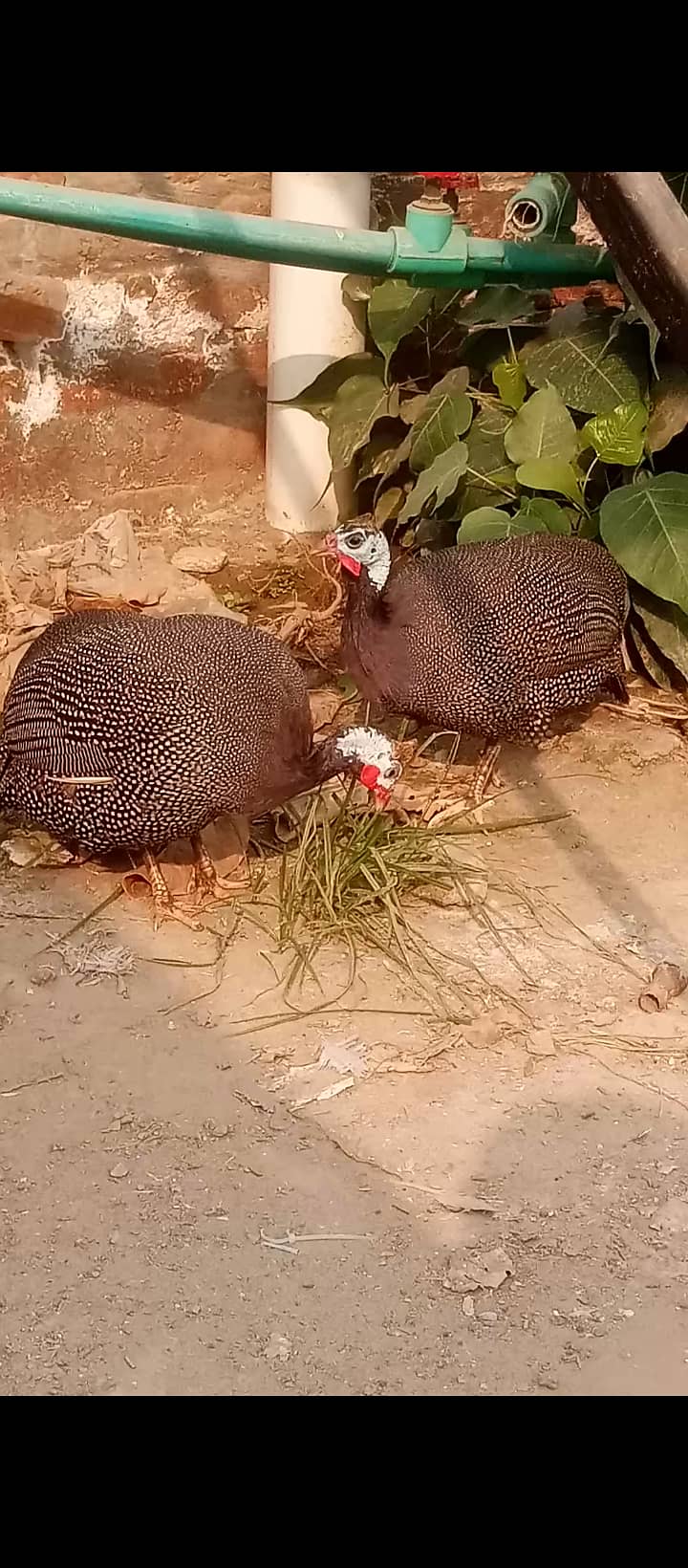 Chakor 1
