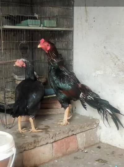 Khalis Aseel chicks