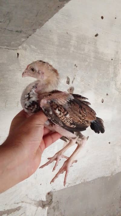 Aseel chicks