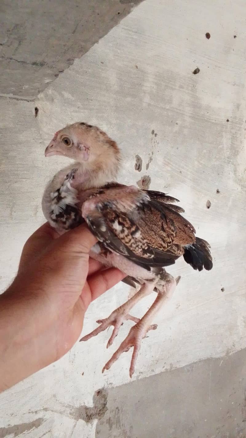 Aseel chicks 0