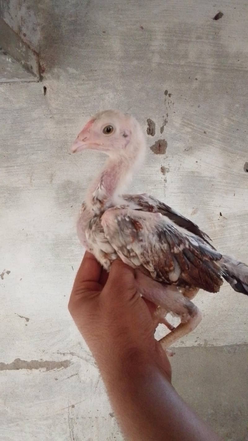 Aseel chicks 2