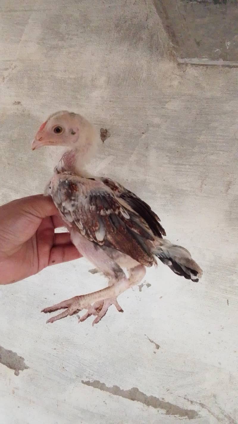 Aseel chicks 3