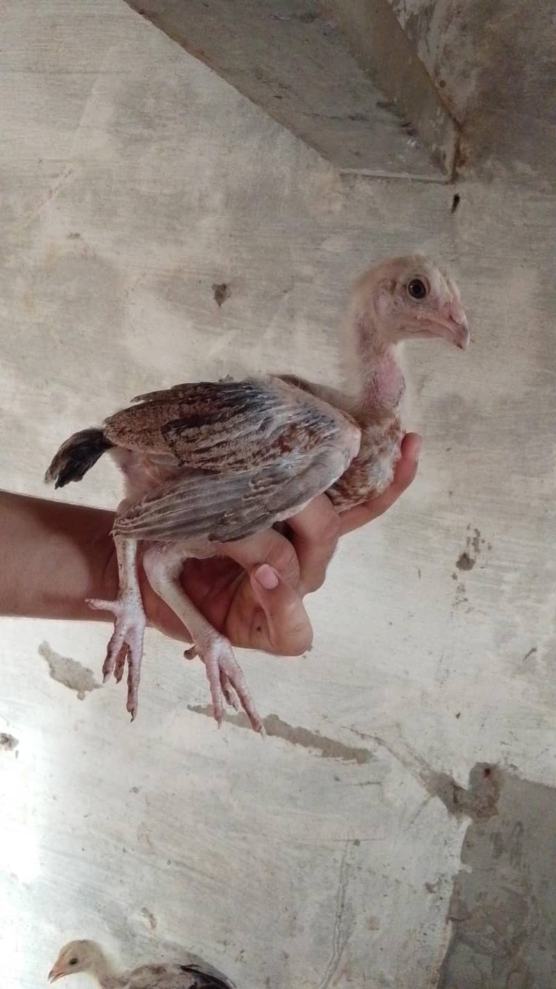 Aseel chicks 5