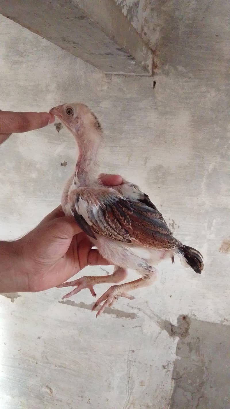 Aseel chicks 6