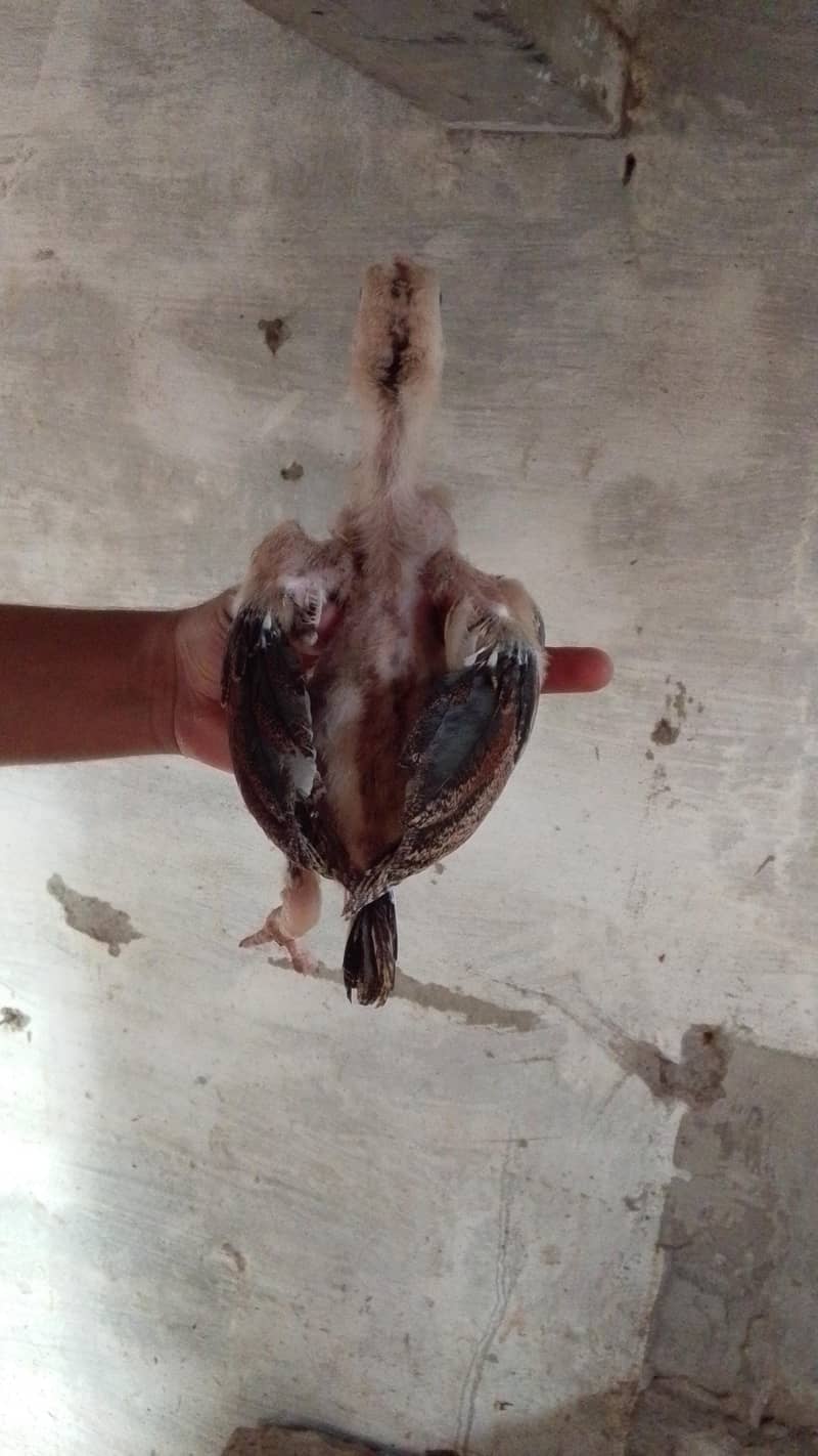 Aseel chicks 7