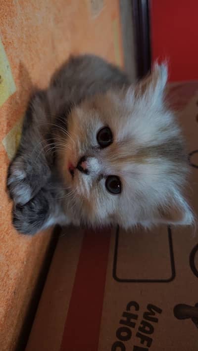 pure persian 3 kittens  available
