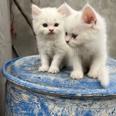 Persian Kitten
