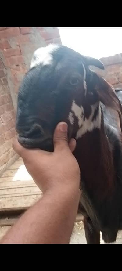 dasi bakra bacha 03234438191