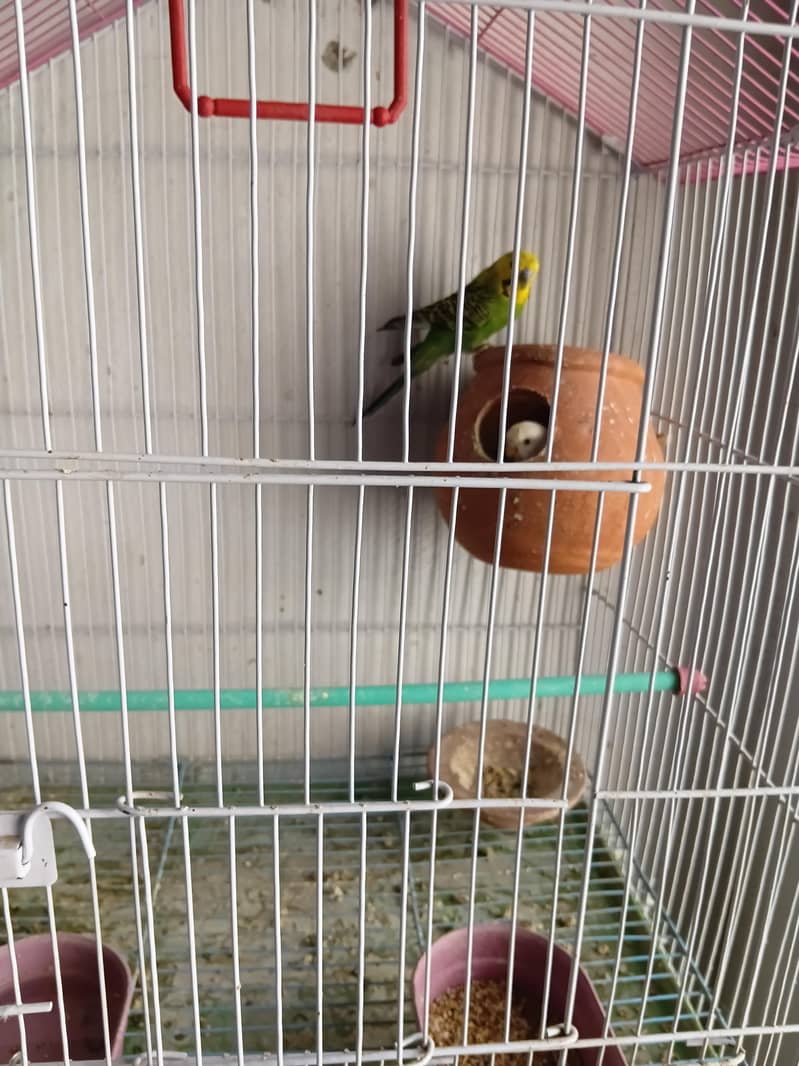 Breeder pair 1