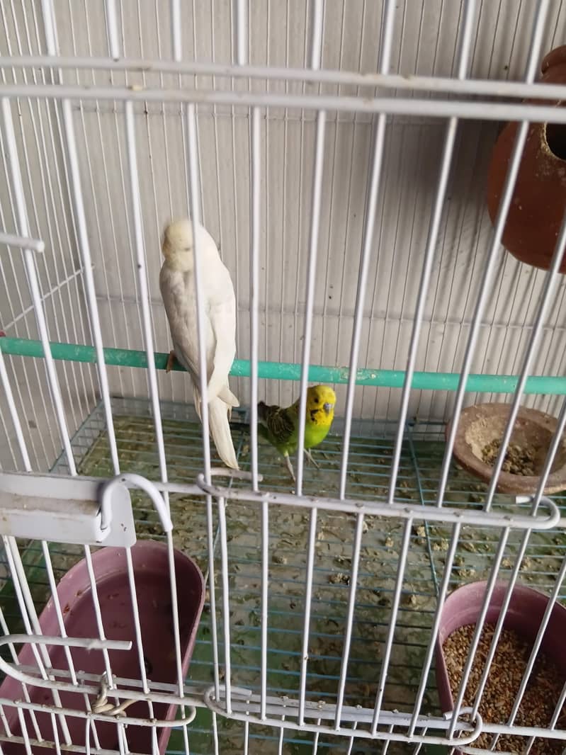 Breeder pair 2