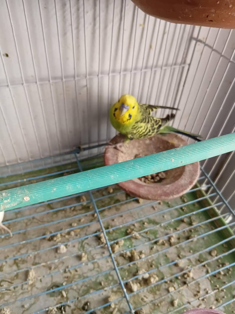 Breeder pair 3