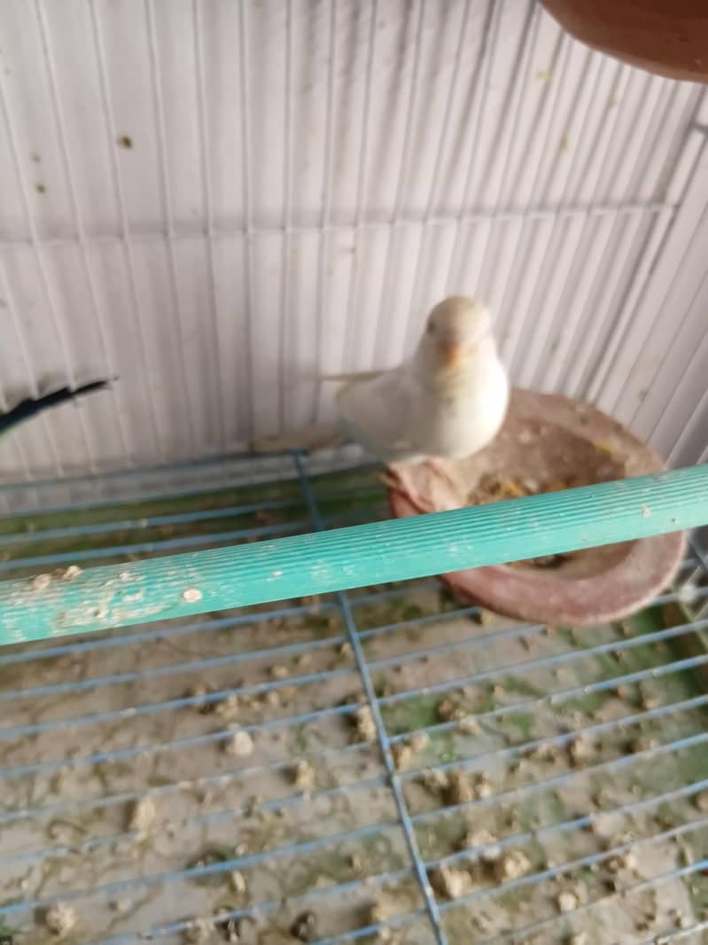 Breeder pair 4