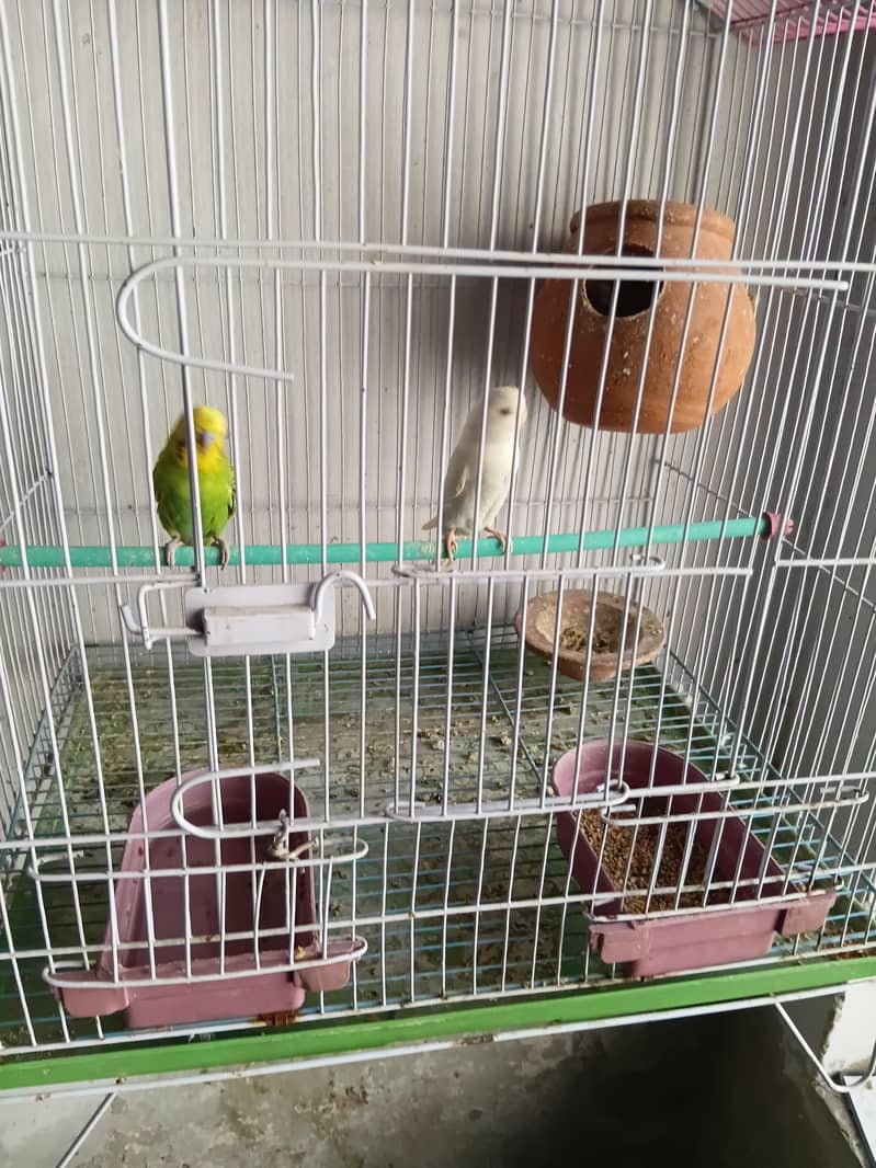 Breeder pair 5