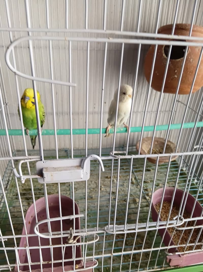 Breeder pair 6