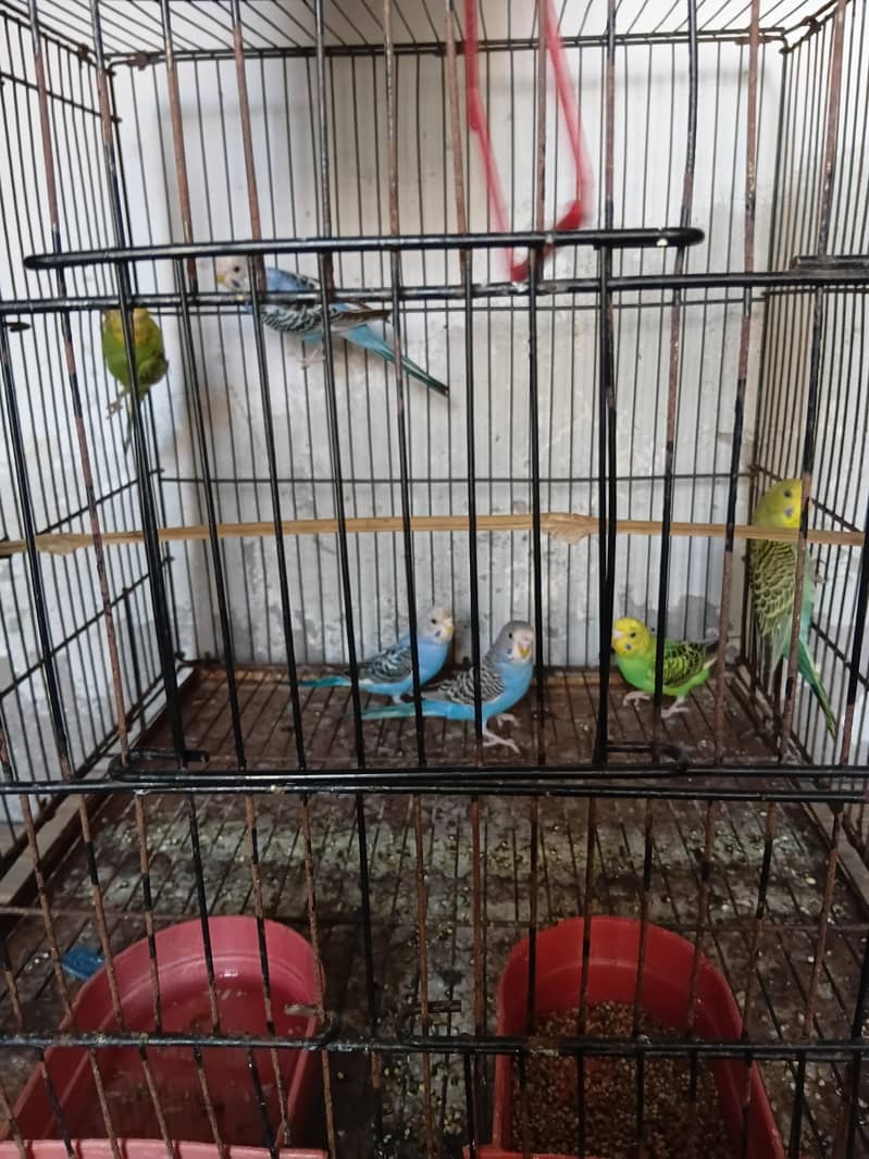 Breeder pair 7