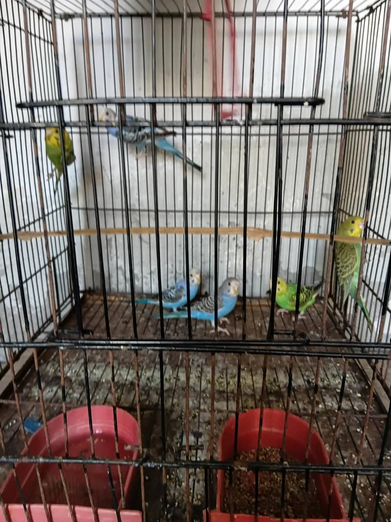 Breeder pair 8