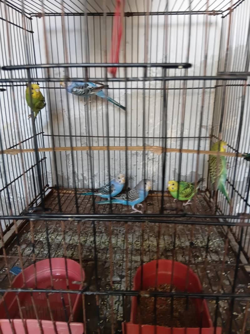 Breeder pair 9