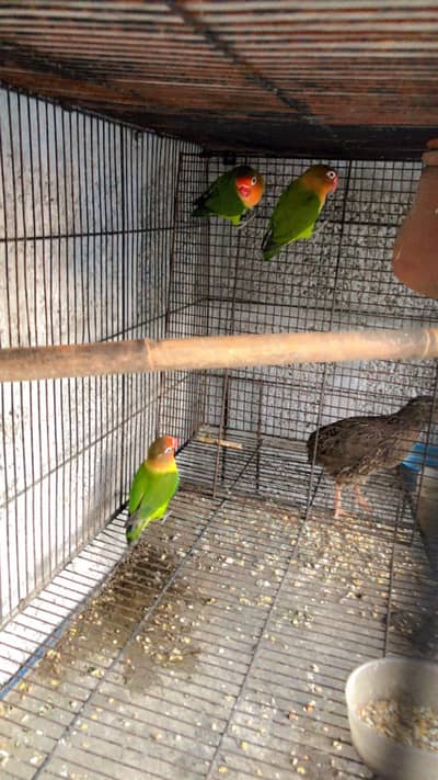 Parrots