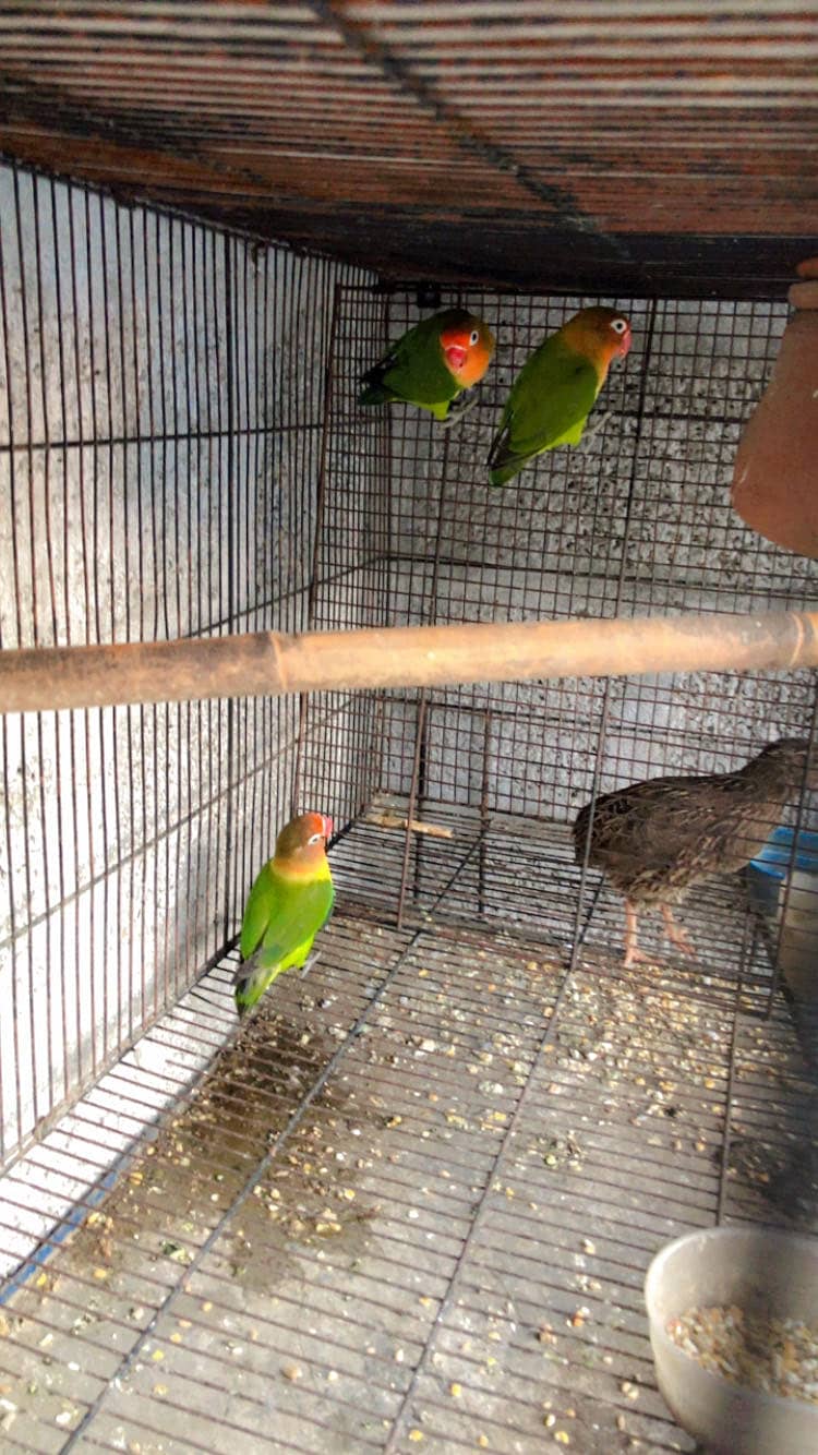Parrots 0