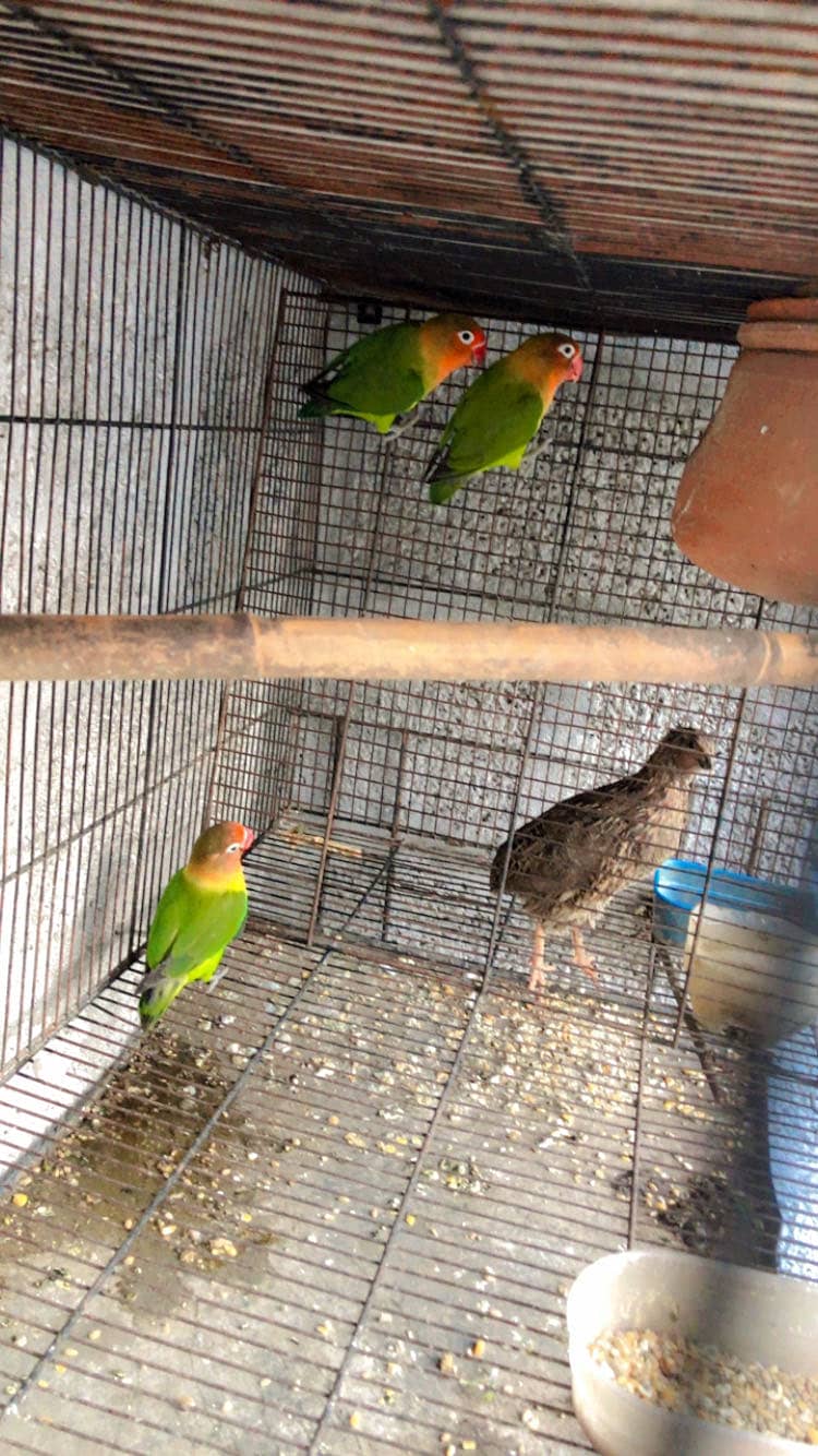 Parrots 1