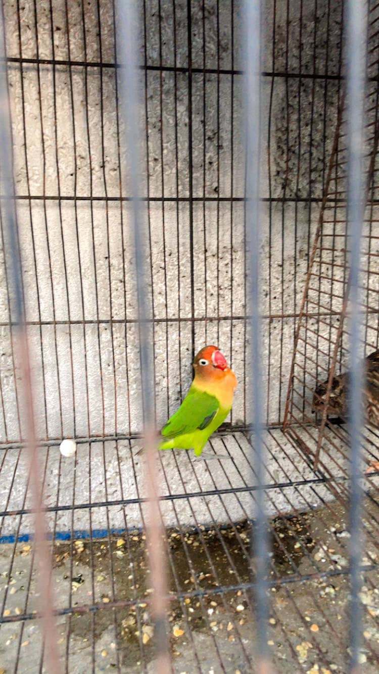 Parrots 2
