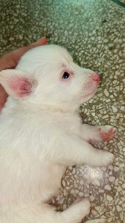 Russian puppy